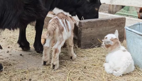 Козлята-тройняшки родились в барнаульском зоопарке. Видео