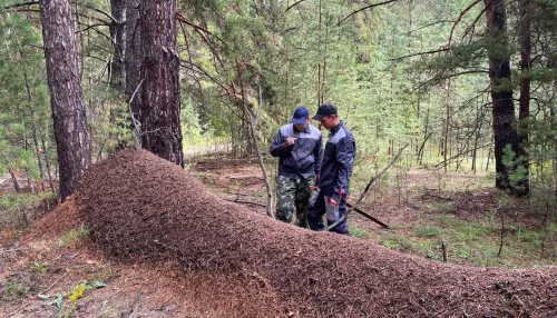 Гигантский муравейник нашли на границе районов в Алтайском крае