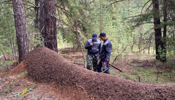 Гигантский муравейник нашли на границе районов в Алтайском крае