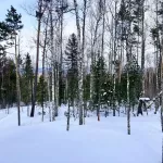 В поисках семьи Усольцевых обследовали более 120 км тайги. Фото