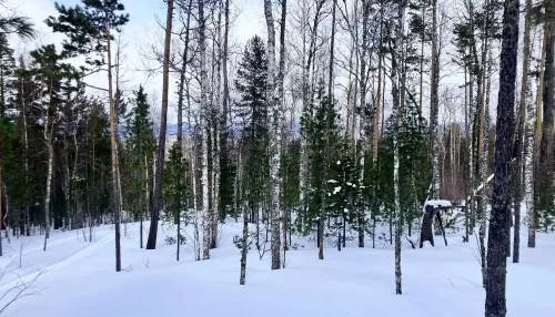 В поисках семьи Усольцевых обследовали более 120 км тайги. Фото