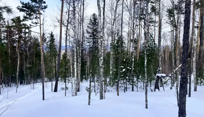 В поисках семьи Усольцевых обследовали более 120 км тайги. Фото