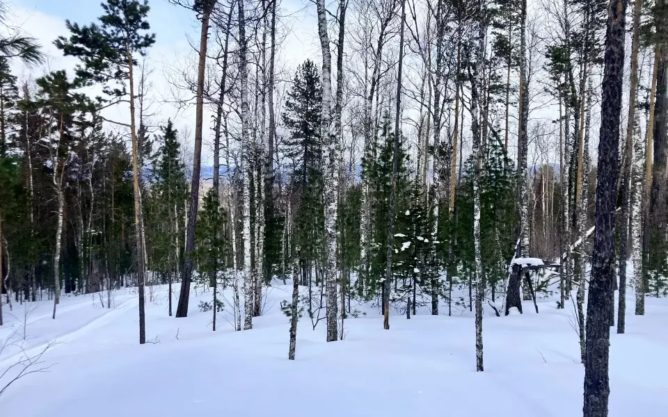 В поисках семьи Усольцевых обследовали более 120 км тайги. Фото