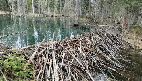 В Алтайском заповеднике показали плотину речных бобров. Видео