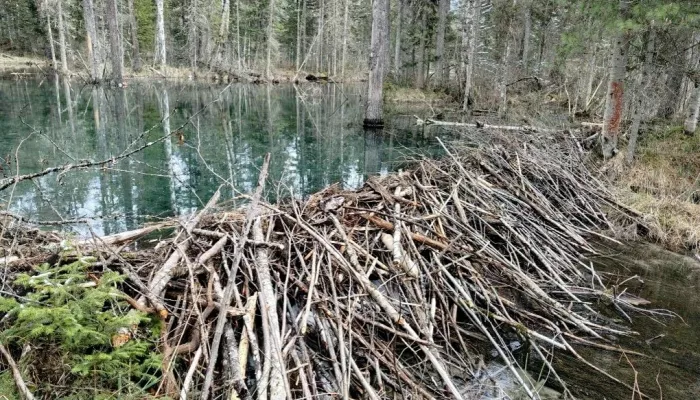 В Алтайском заповеднике показали плотину речных бобров. Видео