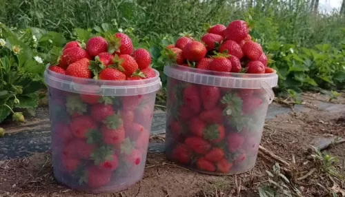 Полкило с куста: клубничные поля продают в Алтайском крае. Фото