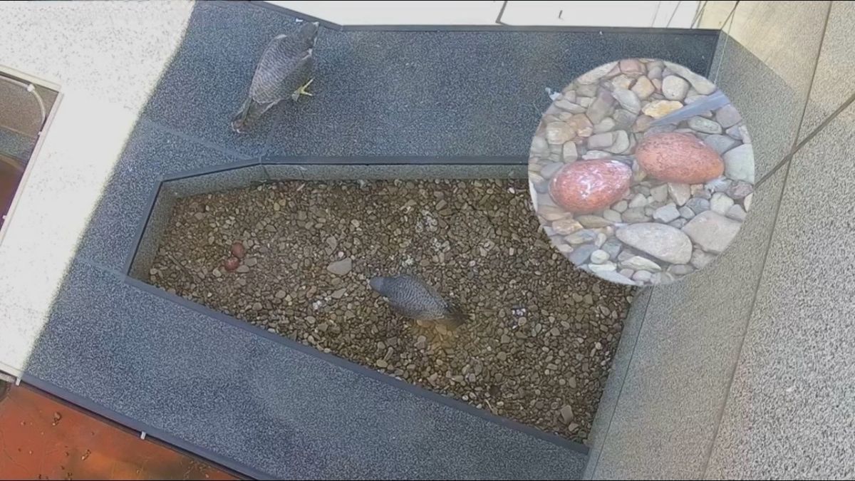 Кладка сапсанов Уралсиба