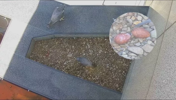 У сапсанов на крыше Уралсиба в Уфе в кладке появилось два яйца