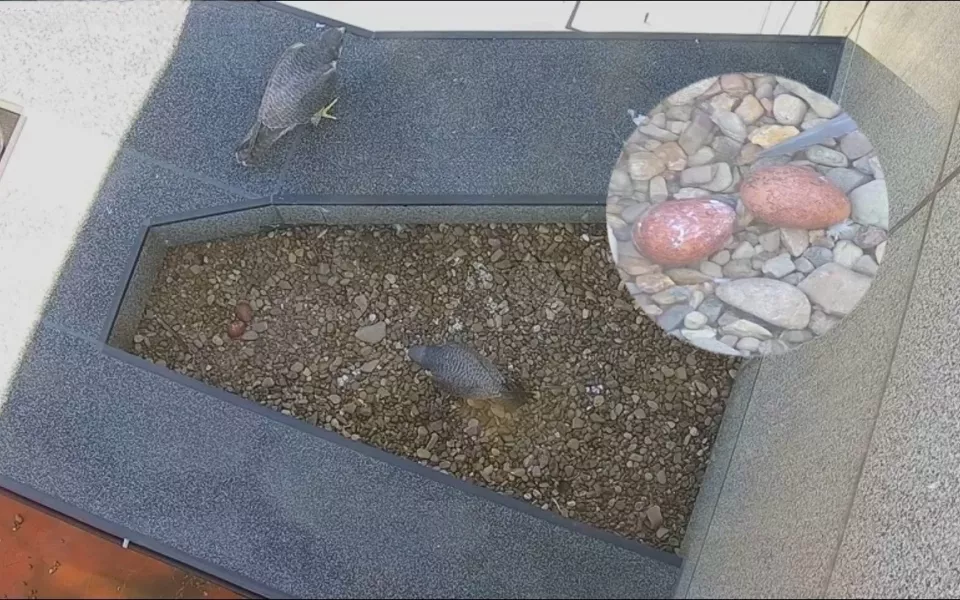 У сапсанов на крыше Уралсиба в Уфе в кладке появилось два яйца