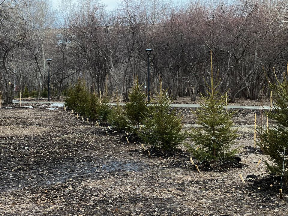 Парк им. Ленина. Апрель 2026 года