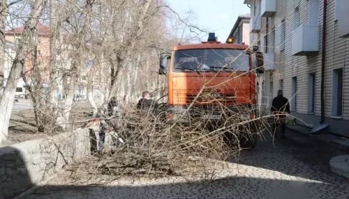 В Горно-Алтайске убирают аварийные деревья вдоль проспекта Коммунистического