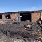 15 телят погибли в огромном пожаре из-за пала травы в Алтайском крае