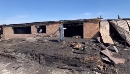 15 телят погибли в огромном пожаре из-за пала травы в Алтайском крае