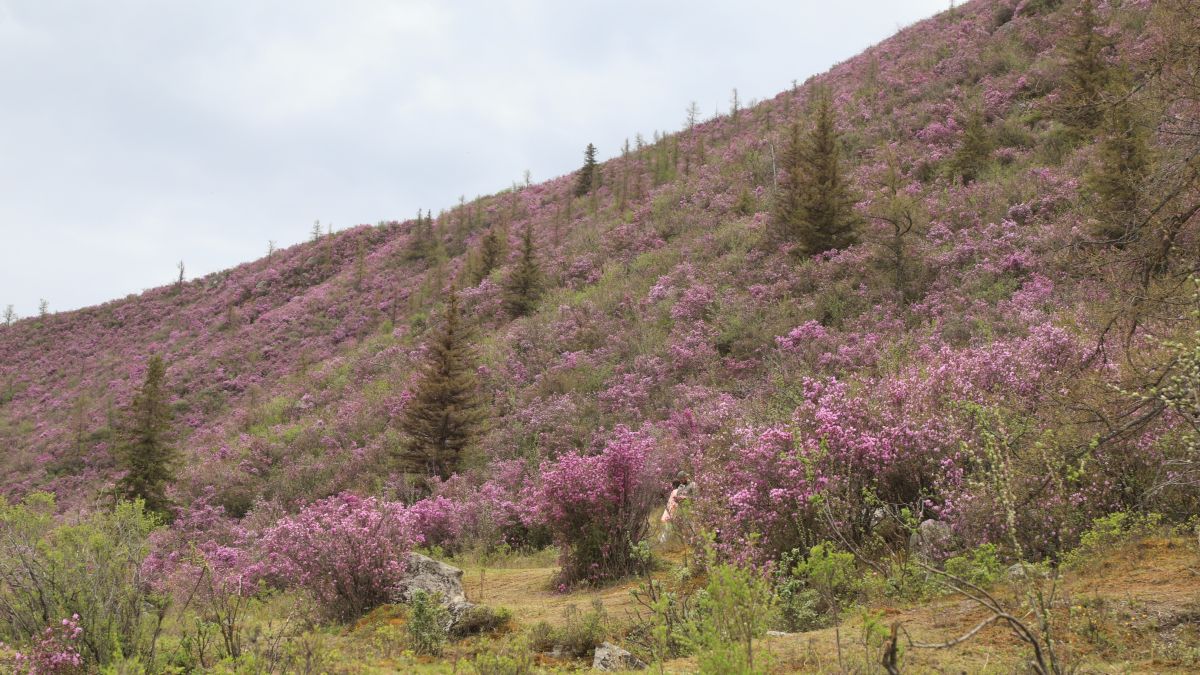Цветение маральника. Республика Алтай
