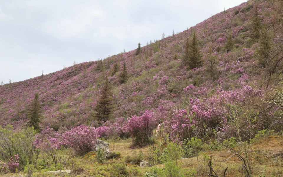 В Республике Алтай предупредили о высокой пожароопасности и жаркой погоде на выходных