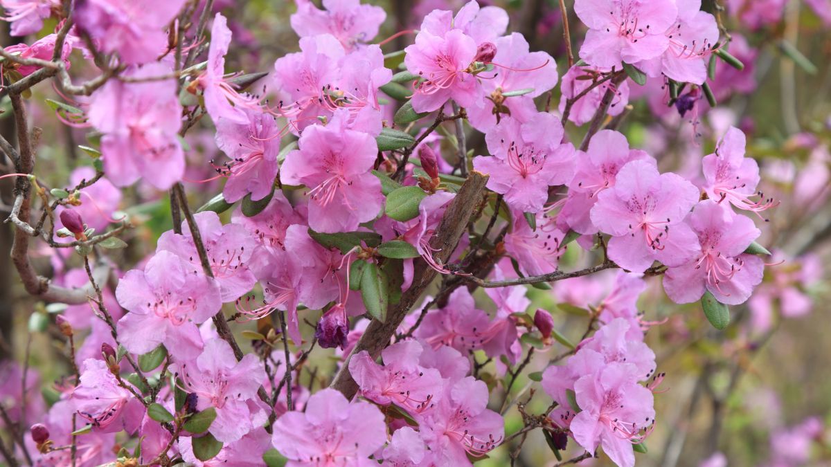 Цветение маральника. Республика Алтай