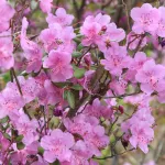 Россиян ждет короткая рабочая неделя: как отдыхаем на майские праздники