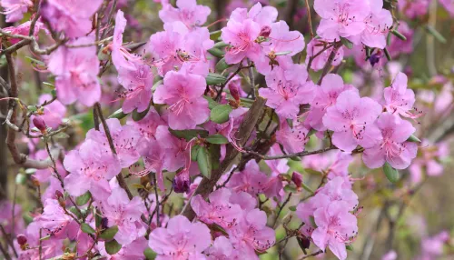 В Республике Алтай продолжает расти турпоток на фоне цветения маральника