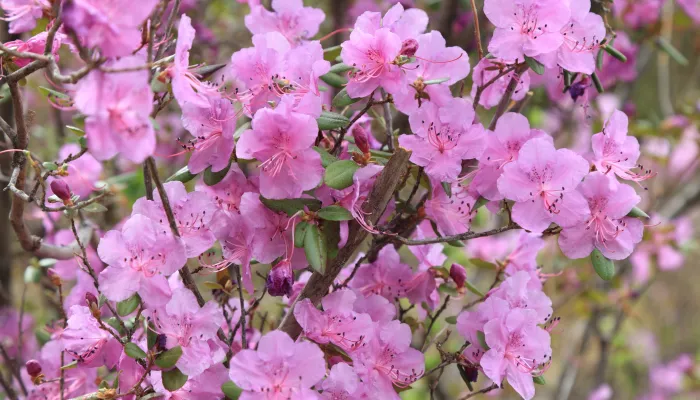 Россиян ждет короткая рабочая неделя: как отдыхаем на майские праздники