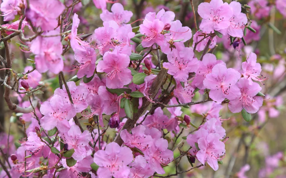 Россиян ждет короткая рабочая неделя: как отдыхаем на майские праздники