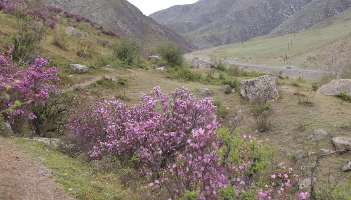 Фестиваль Чике-Таманская весна состоится в урочище Кер-Кечу (0+)