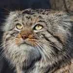 Самые недовольные морды Сибири: зоопарк показал манулов перед их праздником. Фото