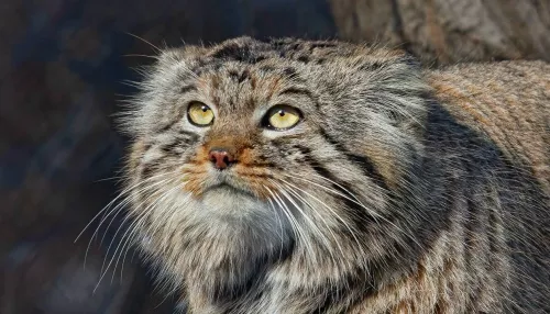 Самые недовольные морды Сибири: зоопарк показал манулов перед их праздником. Фото