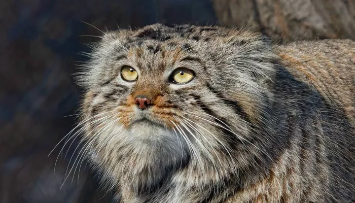 Самые недовольные морды Сибири: зоопарк показал манулов перед их праздником. Фото