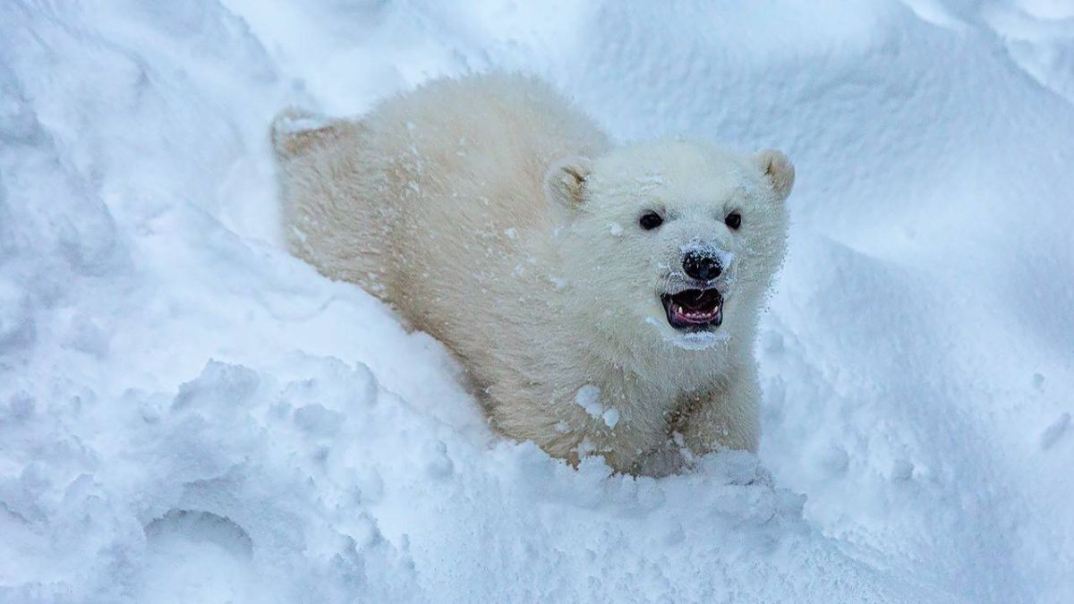 Медвежонок родился 7 декабря 2025 года у пары белых медведей Кая и Герды