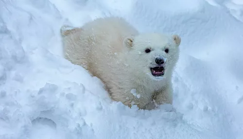 Новосибирский зоопарк предлагает выбрать имя белому медвежонку. Варианты
