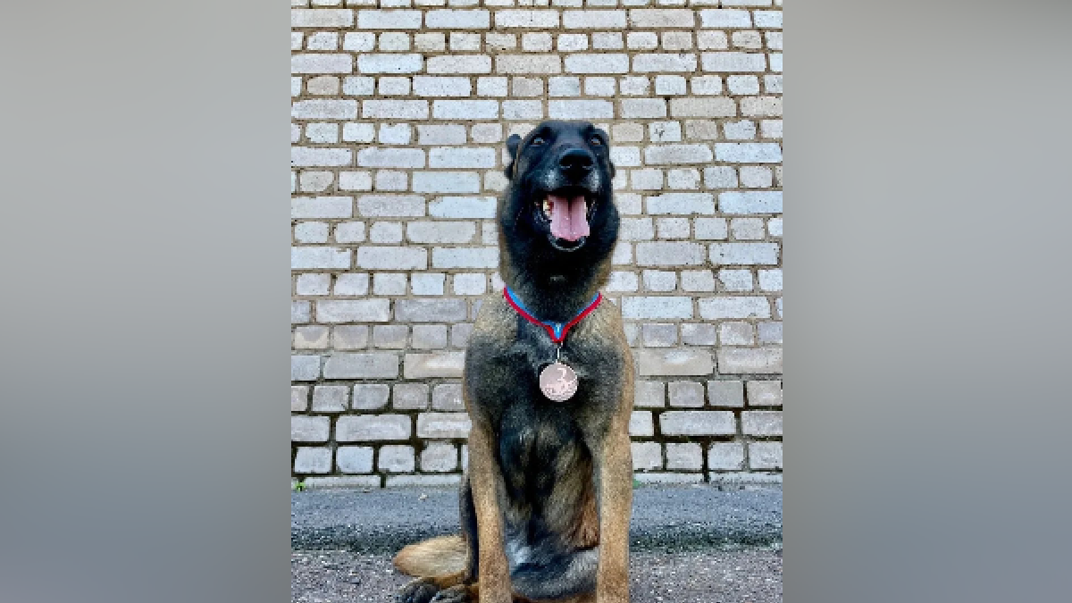 Полицейской овчарке ищут нового хозяина в Республике Алтай