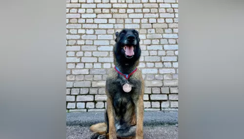 В Республике Алтай ищут новых хозяев для полицейской овчарки, вышедшей на пенсию