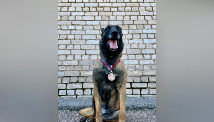 В Республике Алтай ищут новых хозяев для полицейской овчарки, вышедшей на пенсию