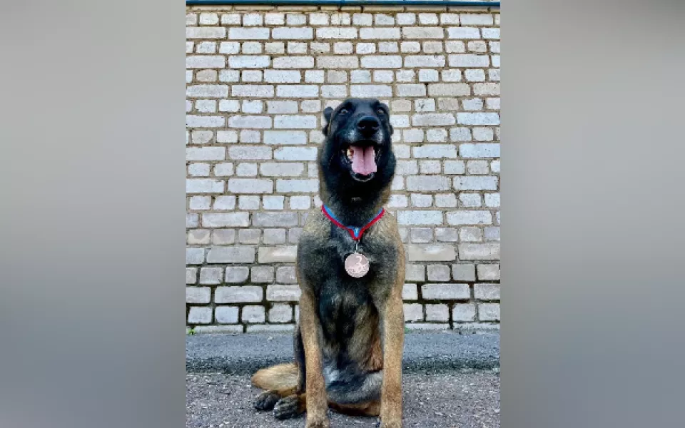 В Республике Алтай ищут новых хозяев для полицейской овчарки, вышедшей на пенсию