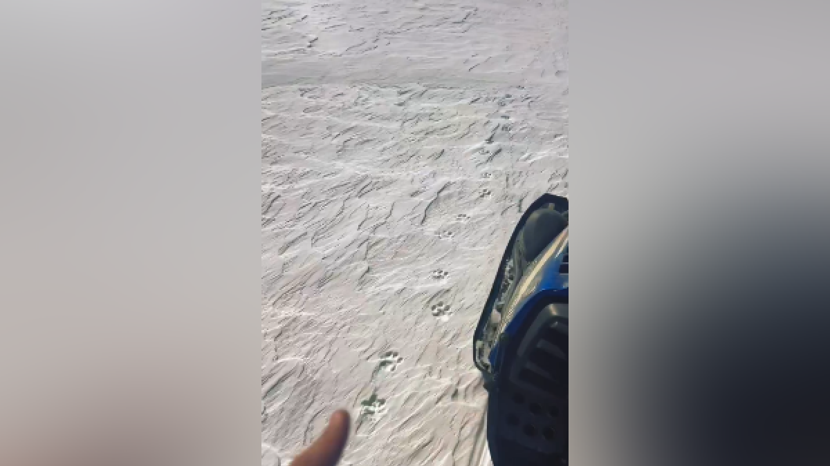 Следы снежного барса в предгорье