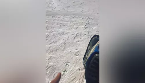 В Республике Алтай зафиксировали следы снежного барса в непривычном месте