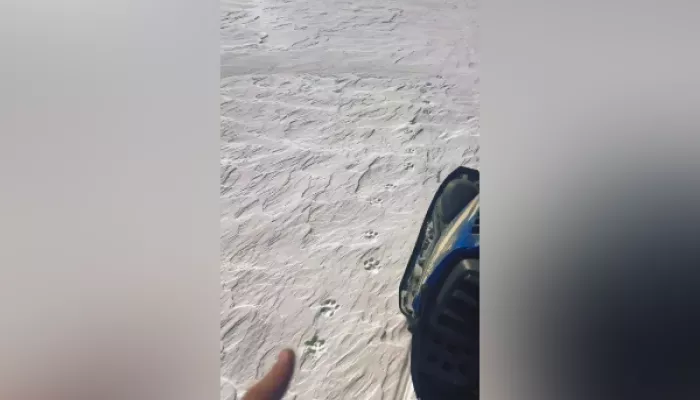 В Республике Алтай зафиксировали следы снежного барса в непривычном месте