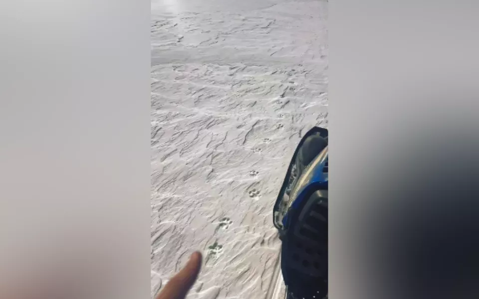 В Республике Алтай зафиксировали следы снежного барса в непривычном месте