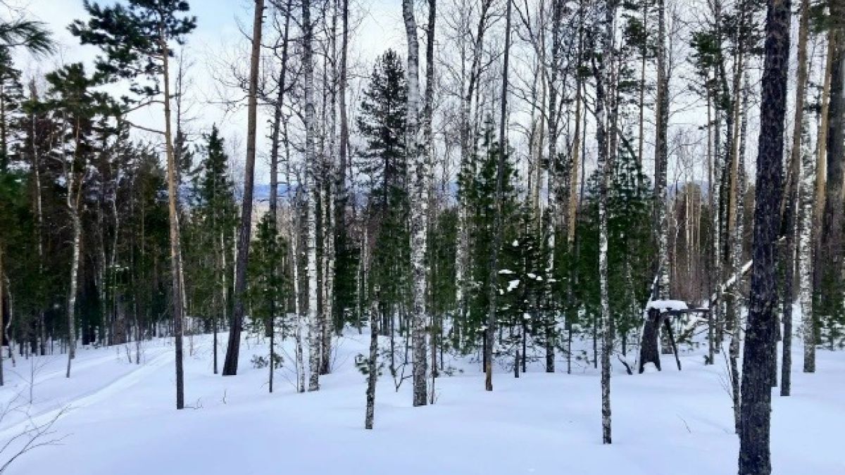 Поиски Усольцевых