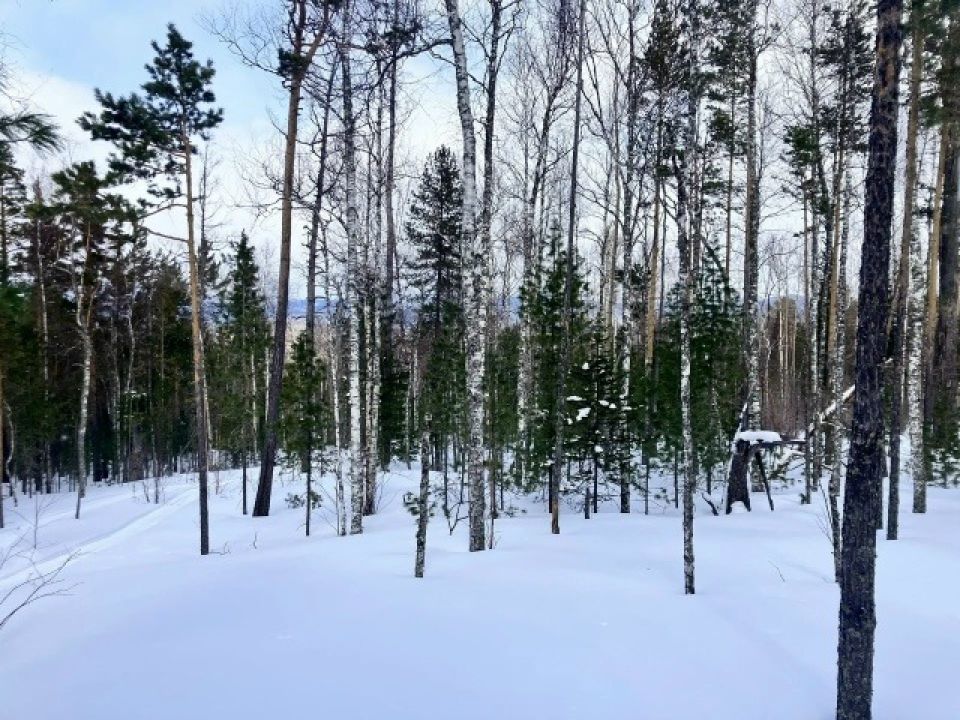Поиски Усольцевых