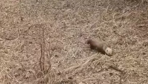 Соболь из тайги навестил госинспекторов Алтайского заповедника. Видео