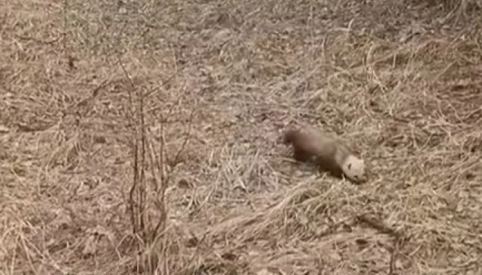 Соболь из тайги навестил госинспекторов Алтайского заповедника. Видео