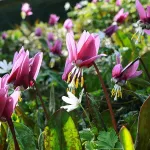 Лиловая весна: в Алтайском заповеднике цветет кандык сибирский и маральник. Фото