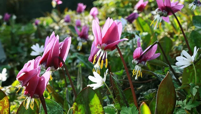 Лиловая весна: в Алтайском заповеднике цветет кандык сибирский и маральник. Фото