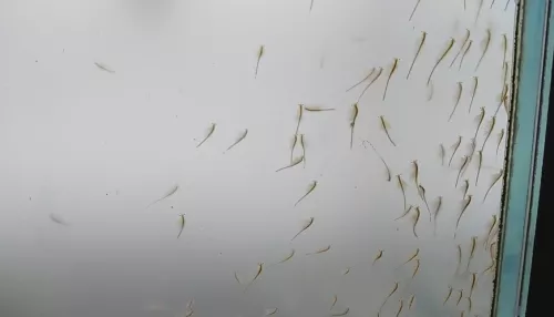 В Алтайском крае вынесли приговор браконьерам, добывающим рачки артемии