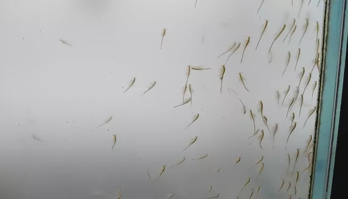 В Алтайском крае вынесли приговор браконьерам, добывающим рачки артемии