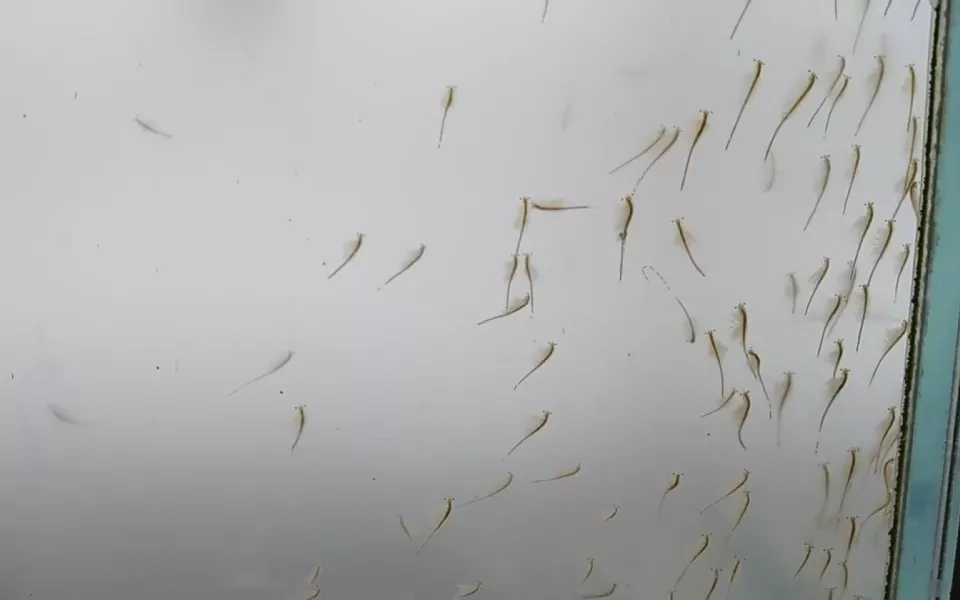 В Алтайском крае вынесли приговор браконьерам, добывающим рачки артемии