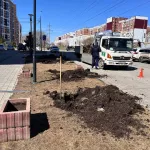 В Барнауле готовятся высадить деревья взамен варварски спиленных сосен у новостройки