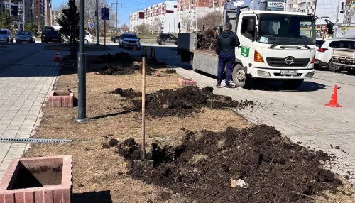 В Барнауле готовятся высадить деревья взамен варварски спиленных сосен у новостройки