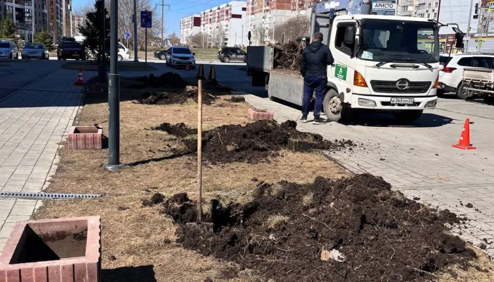В Барнауле готовятся высадить деревья взамен варварски спиленных сосен у новостройки